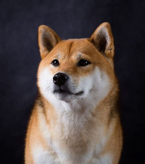 shiba inu photography|Shiba Inu Royalty